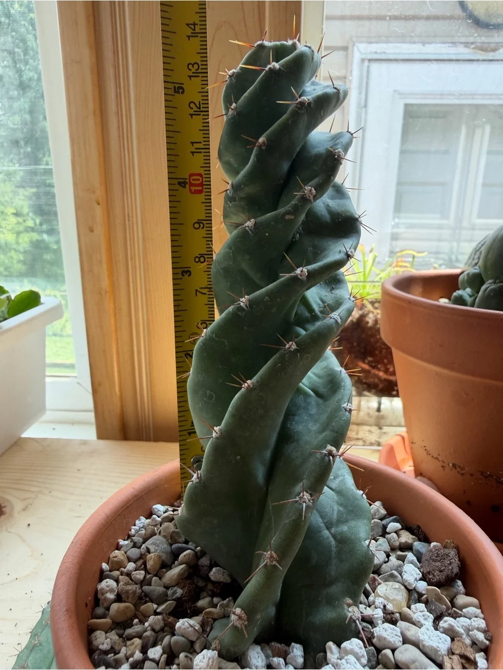 Spiral Cactus